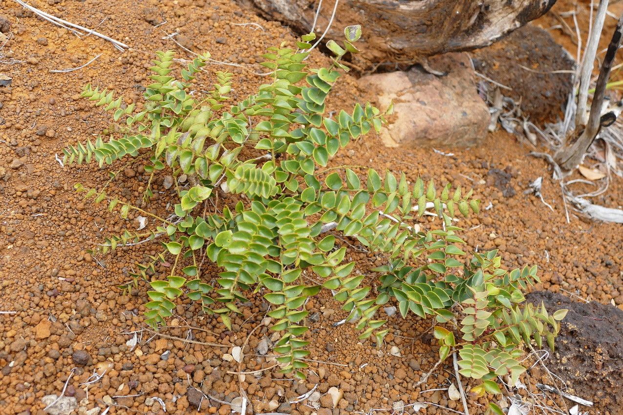 Phyllanthus tixieri habit