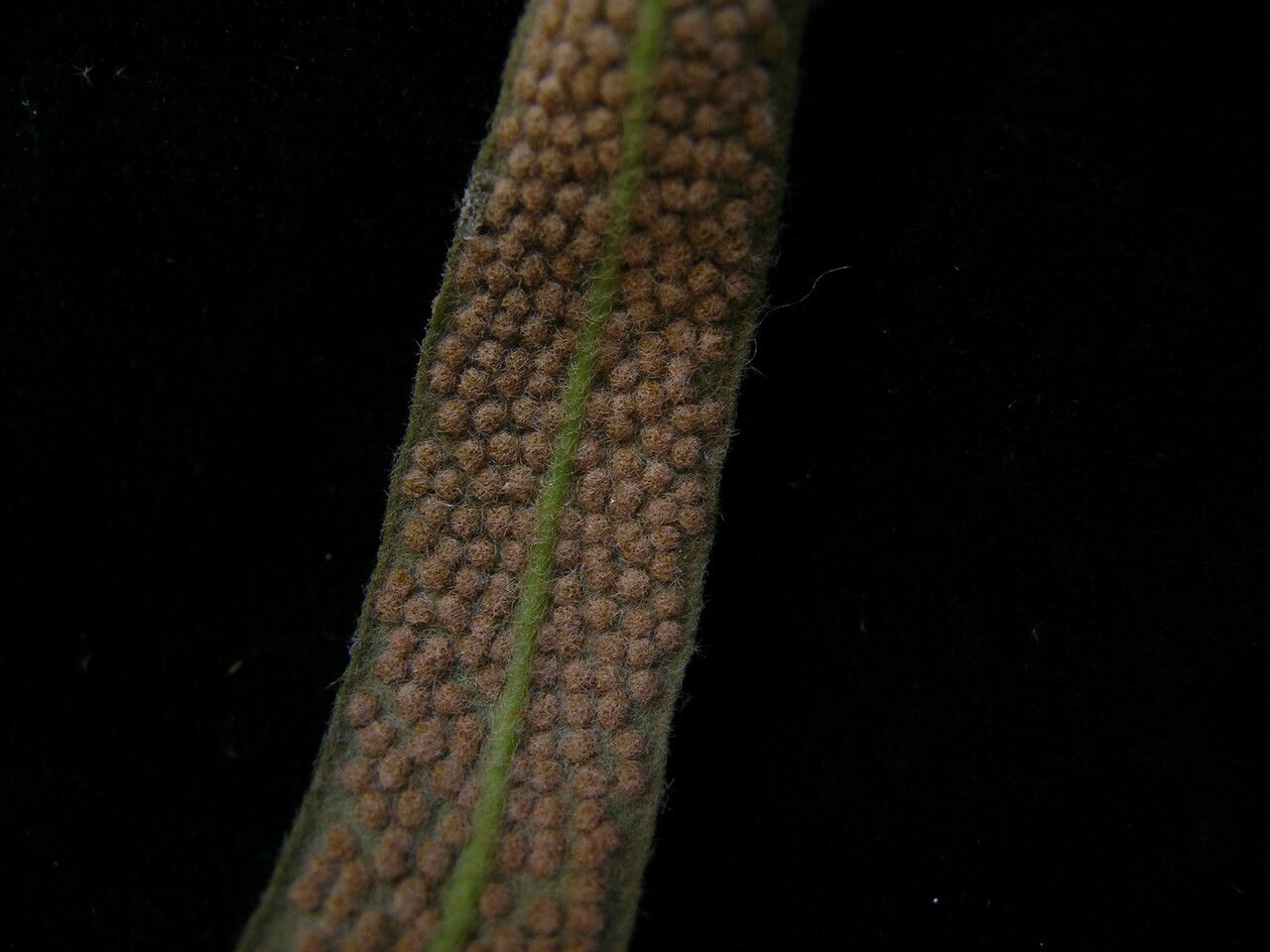 Pyrrosia stenophylla — houseplant care guide