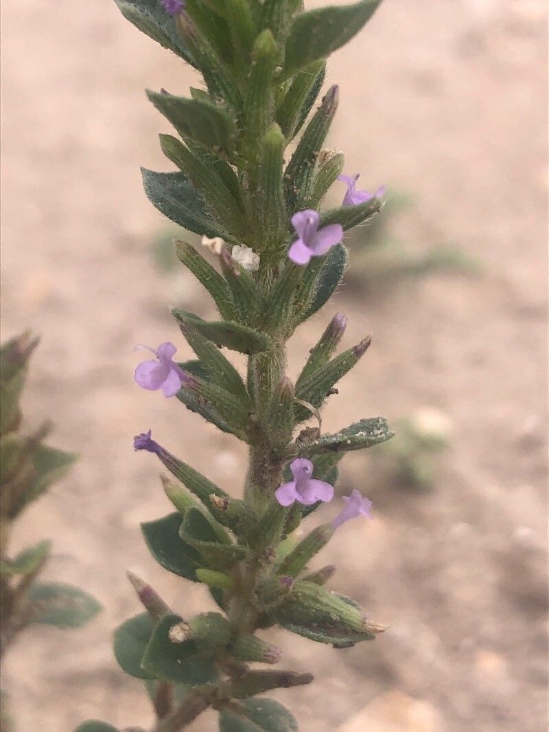 Ziziphora hispanica flower