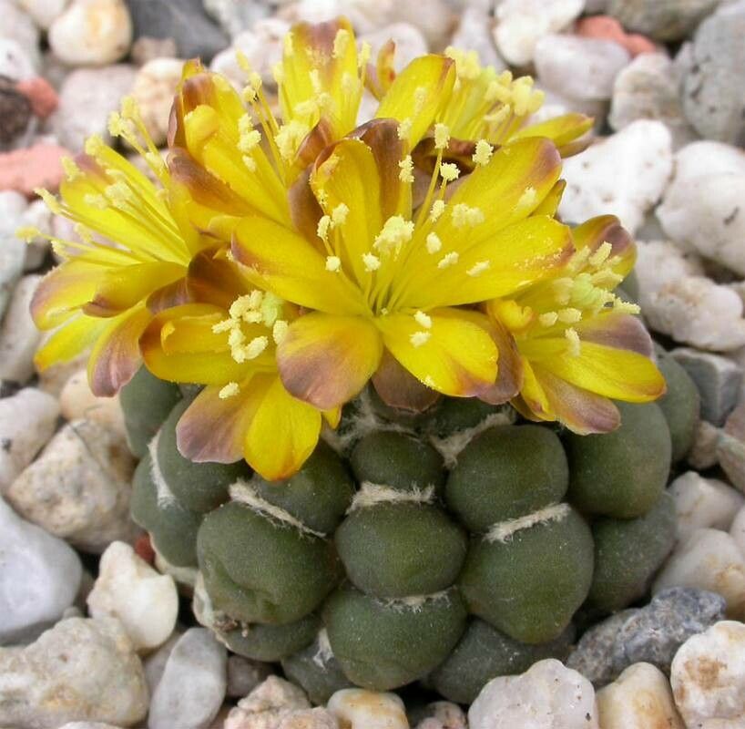 Rebutia cintia flower
