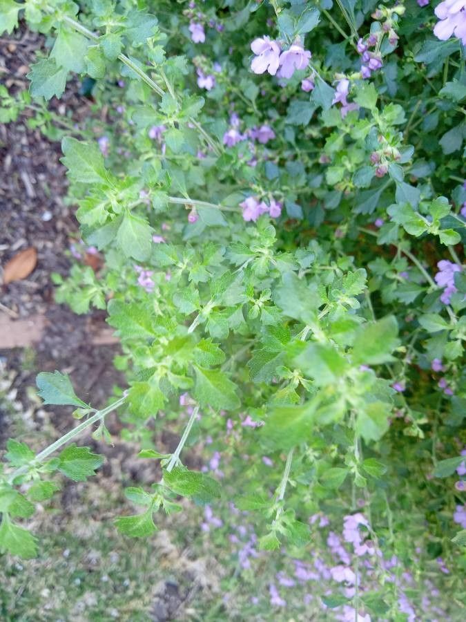 Prostanthera incisa leaf