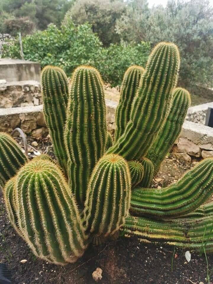 Soehrensia schickendantzii leaf