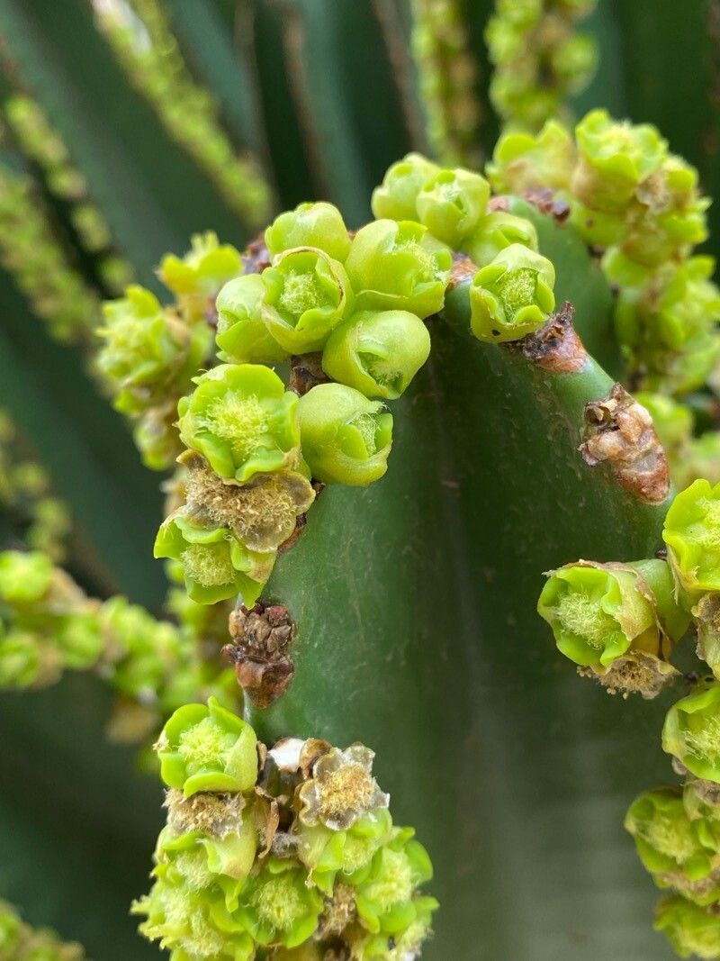 Euphorbia murielii flower