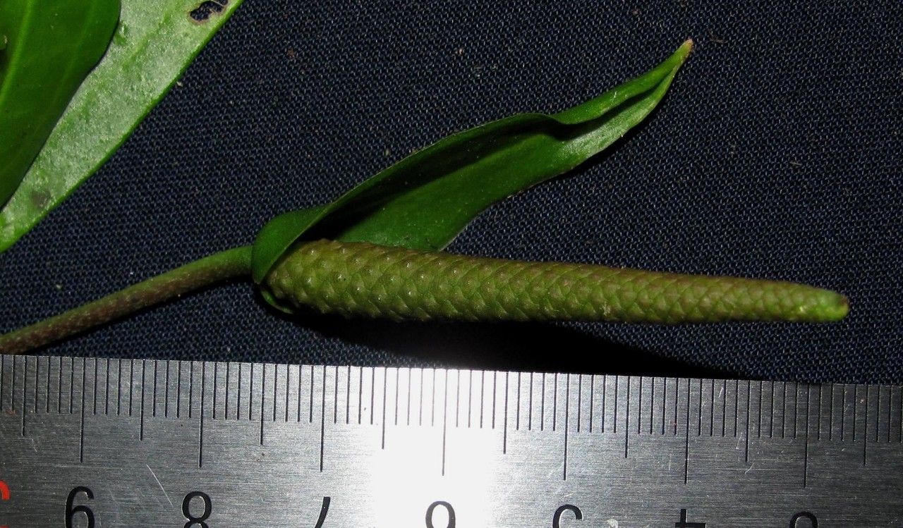 Anthurium flexile fruit
