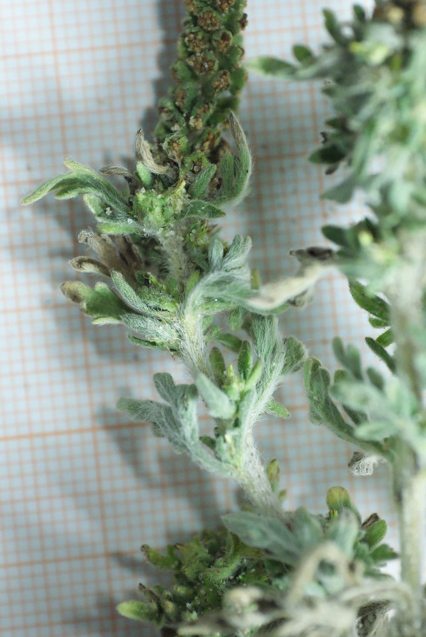 Ambrosia maritima habit