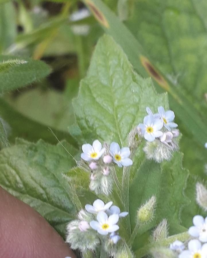 Myosotis stricta flower
