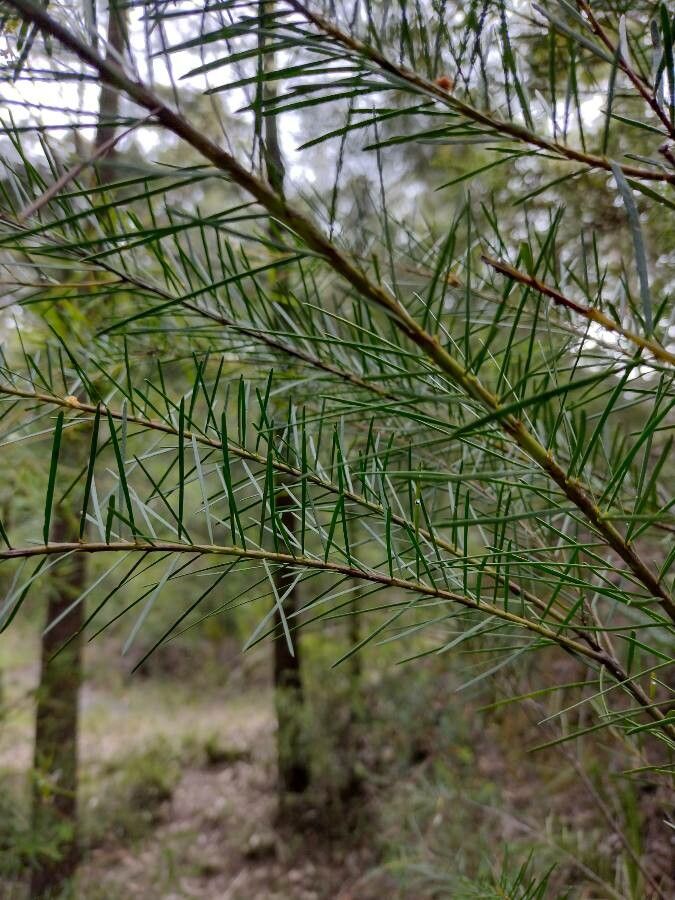 Acacia linifolia leaf