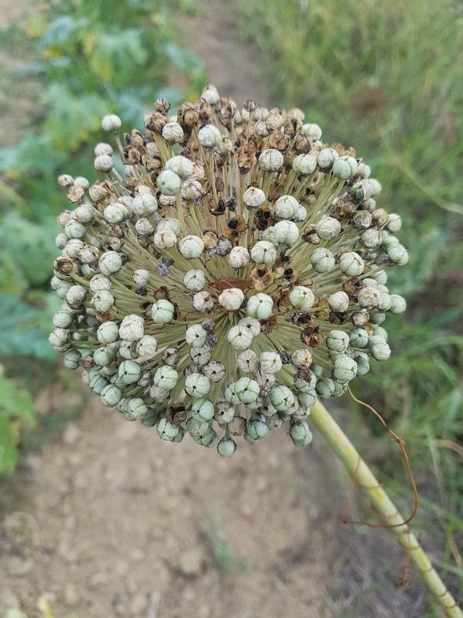 Allium porrum fruit