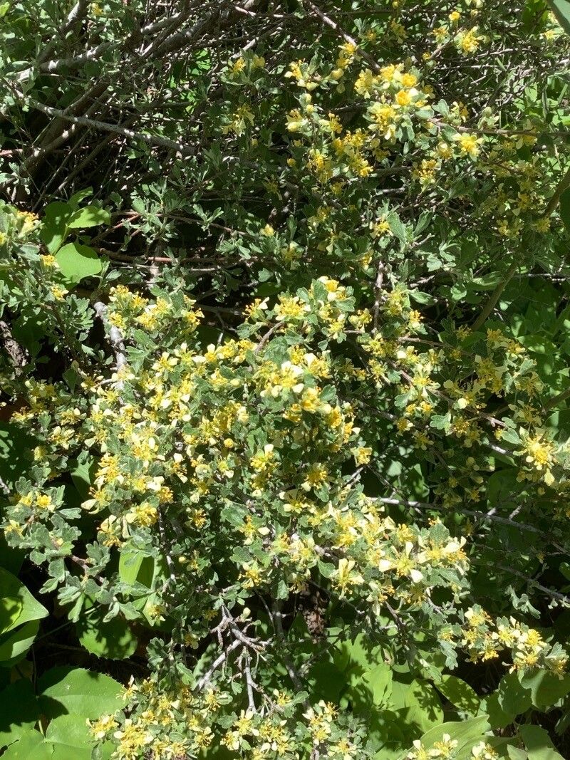 Purshia tridentata flower