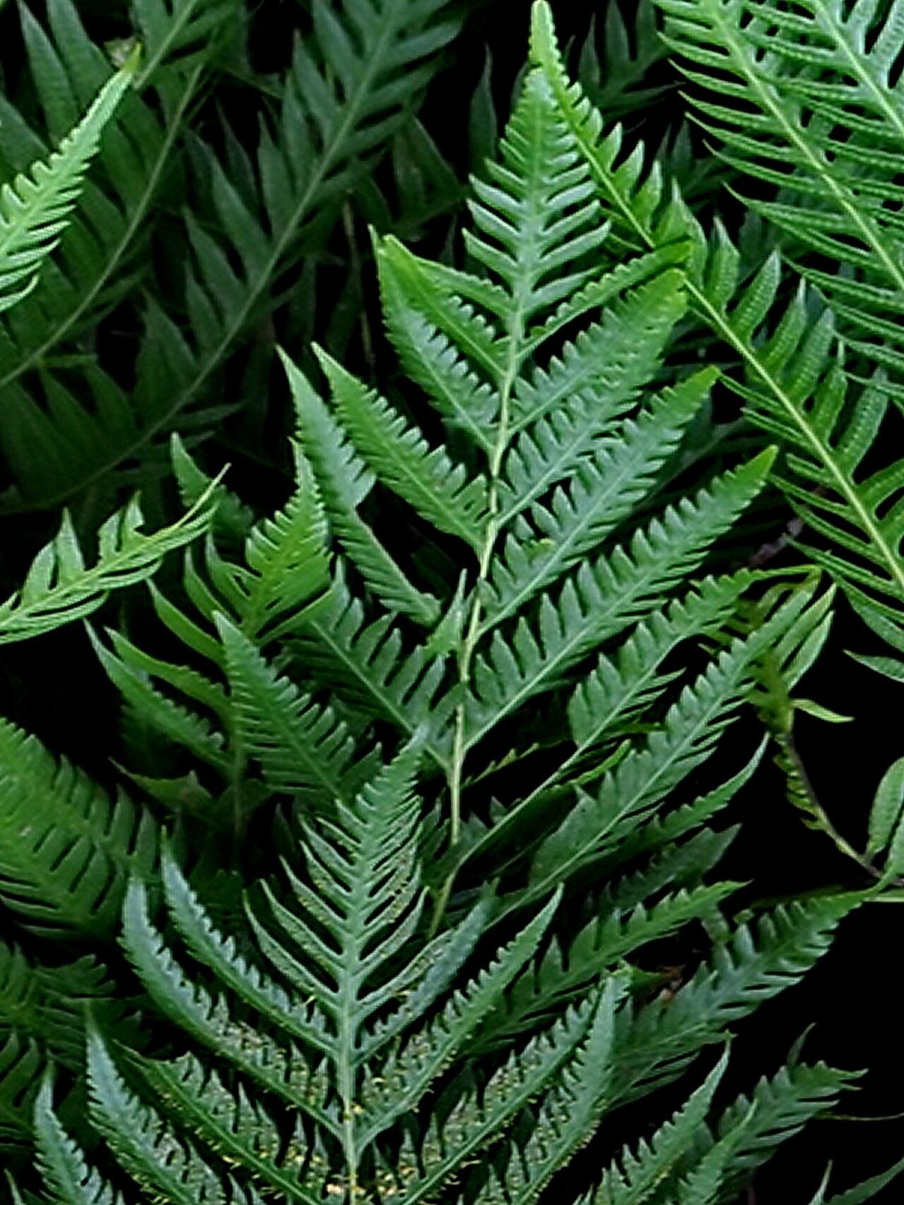 Woodwardia prolifera — related species from the same genus