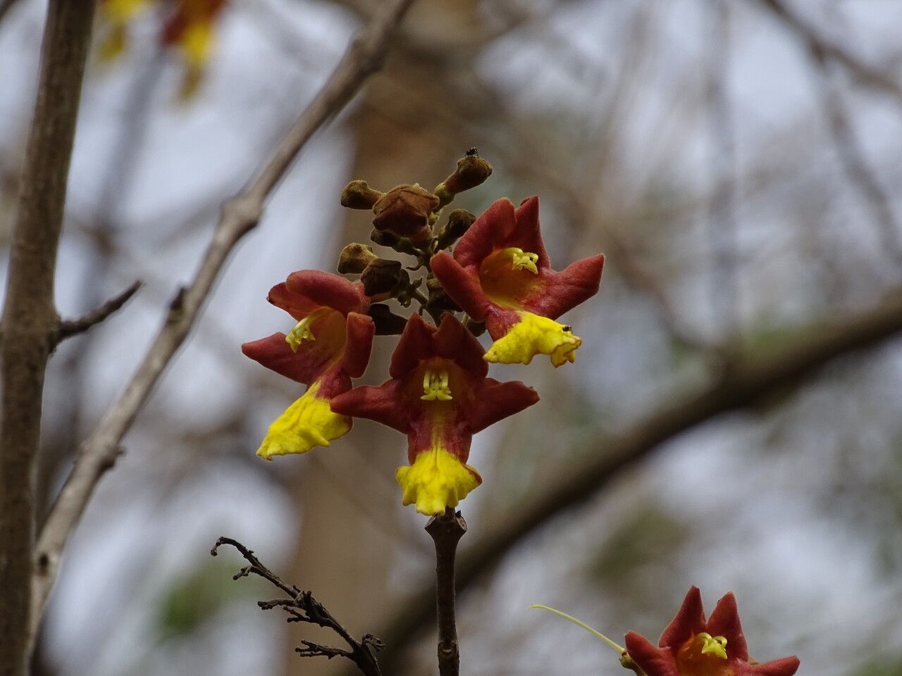Gmelina arborea flower