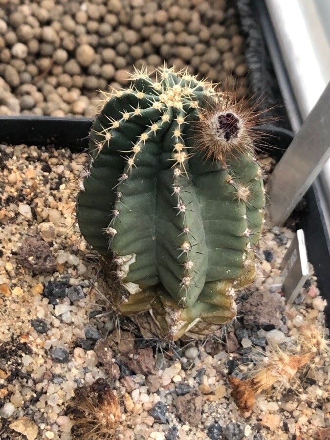 Echinocereus subinermis leaf