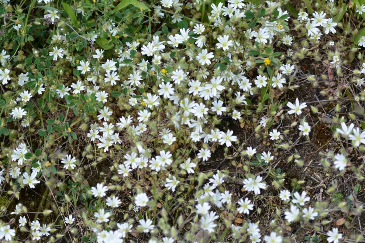 Cerastium pedunculare — houseplant care guide