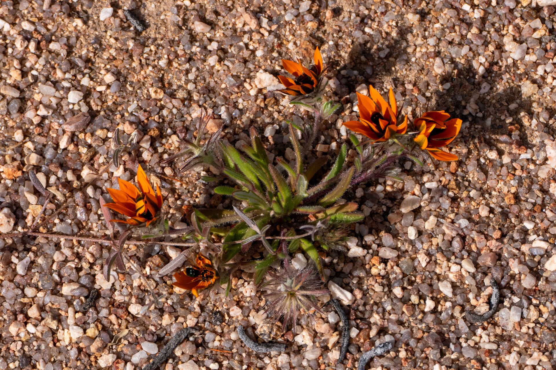 Gorteria diffusa — search result for 'Compositae'