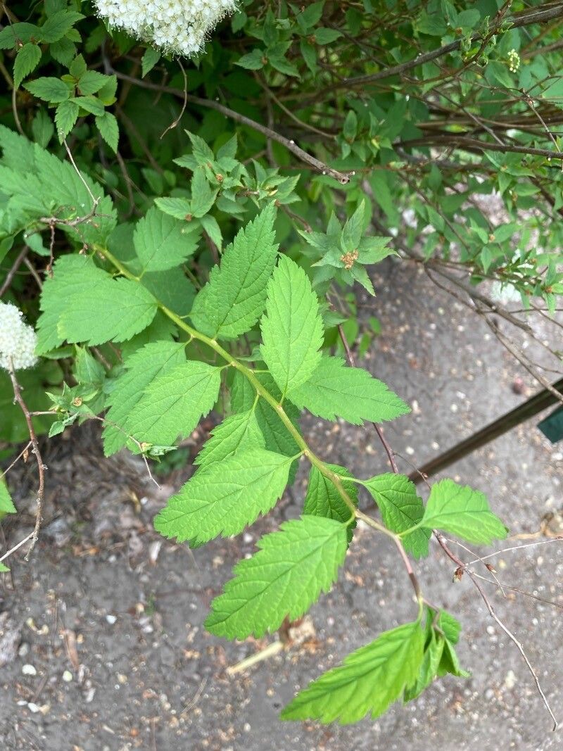 Spiraea miyabei leaf