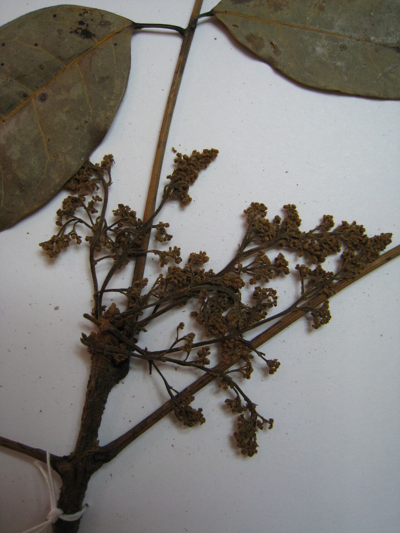 Protium polybotryum other