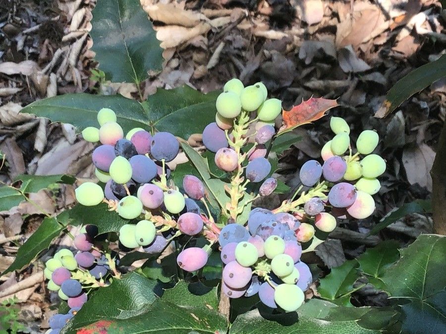Mahonia japonica fruit