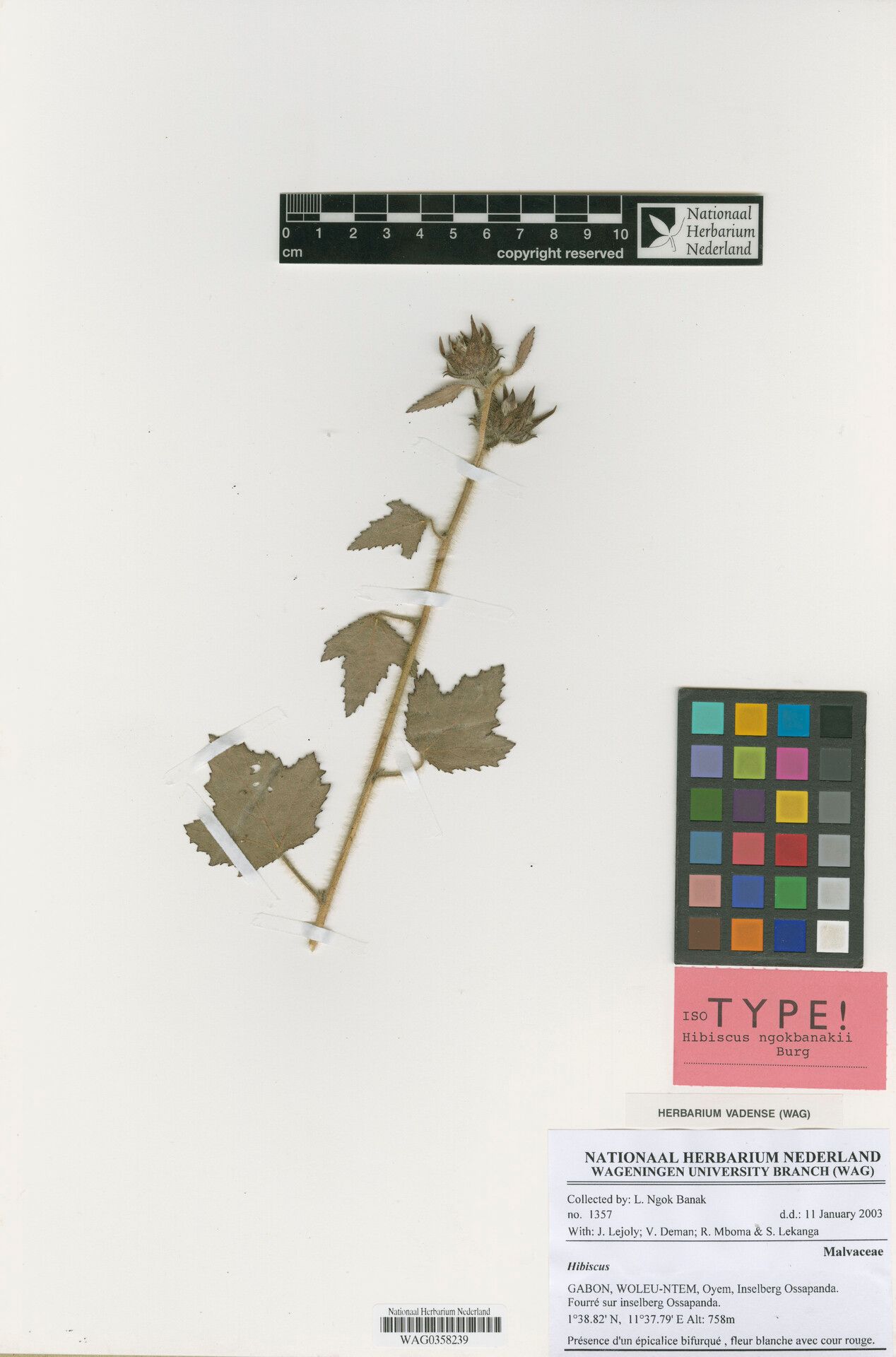 Hibiscus ngokbanakii — houseplant care guide