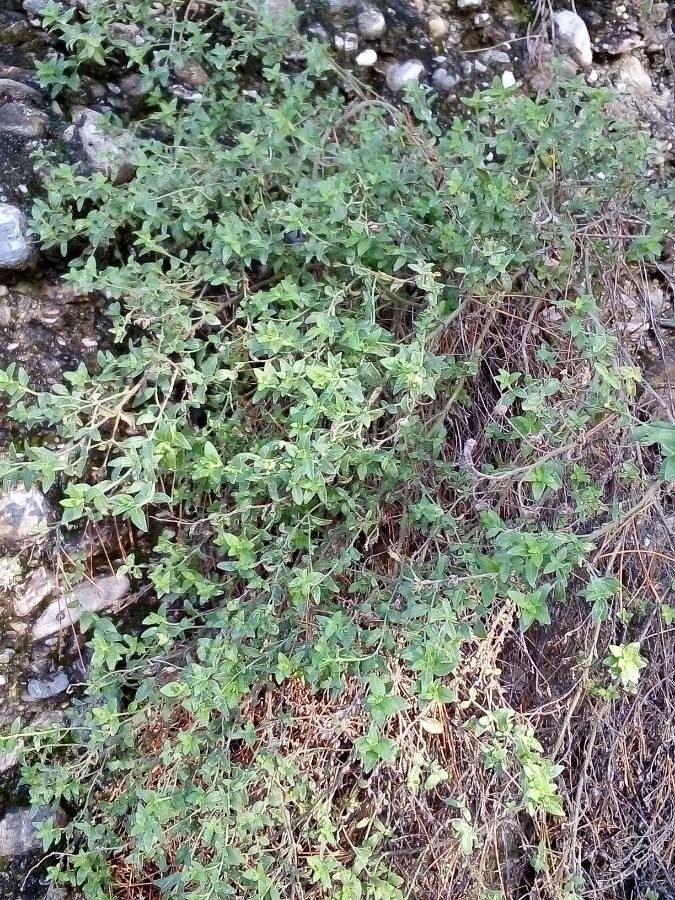 Antirrhinum braun-blanquetii habit