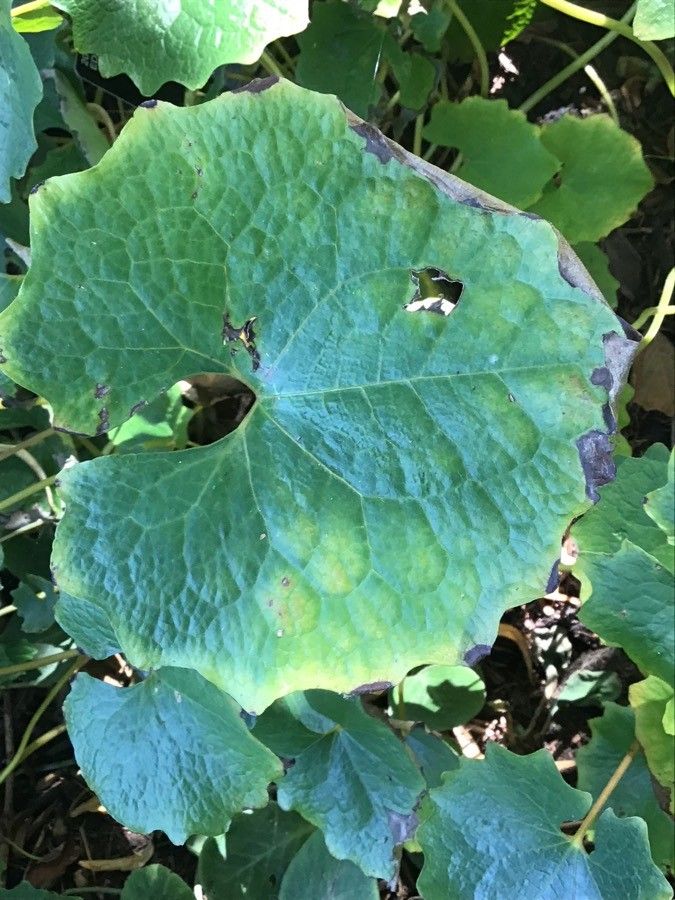 Eomecon chionantha — houseplant care guide