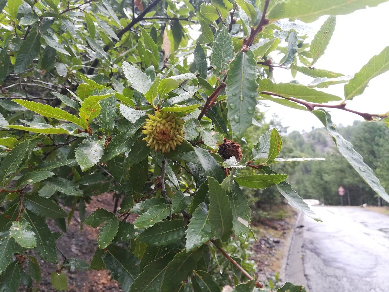 Quercus trojana fruit
