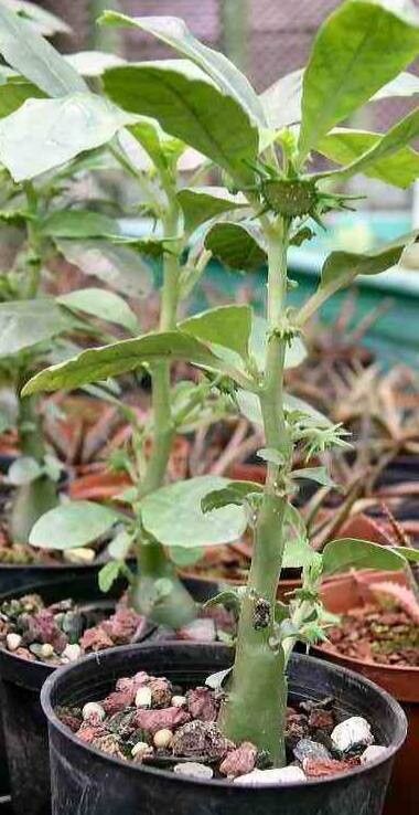 Dorstenia hildebrandtii habit
