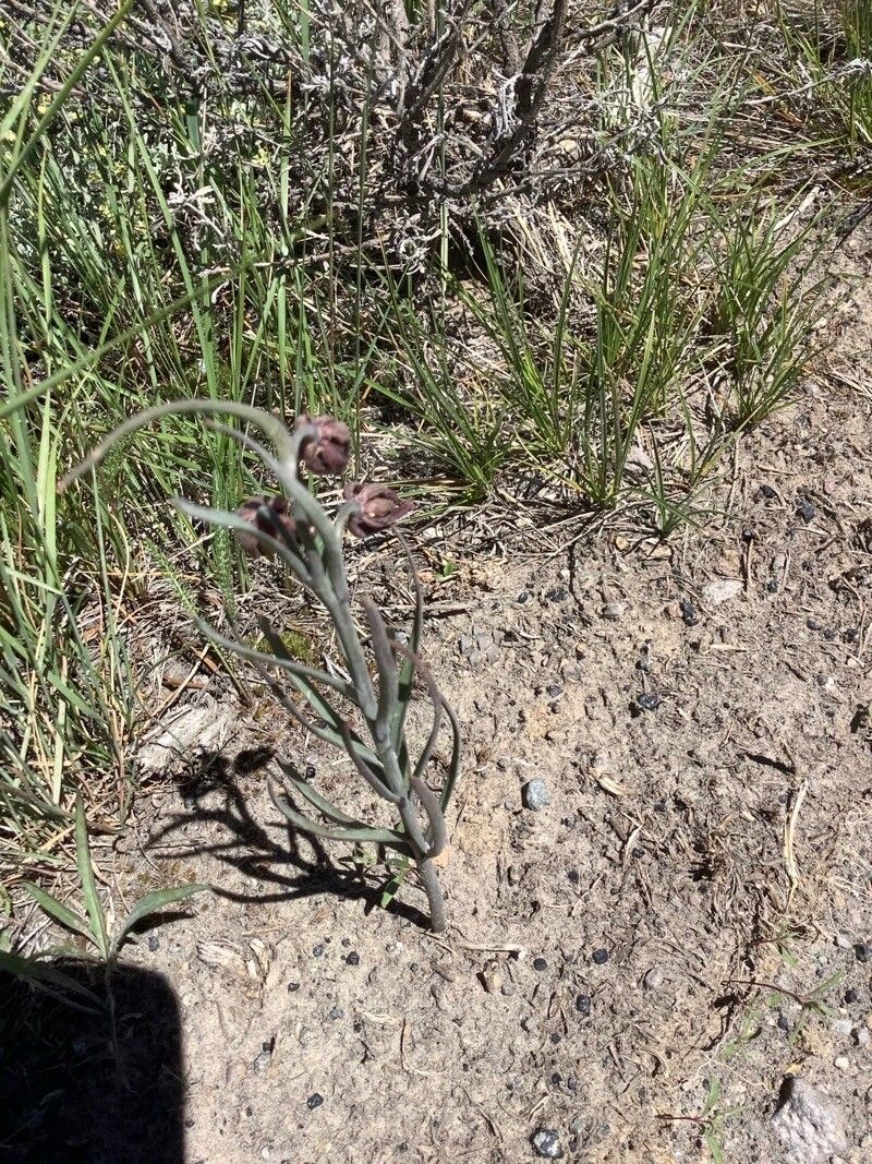 Fritillaria atropurpurea — search result for 'Liliaceae'
