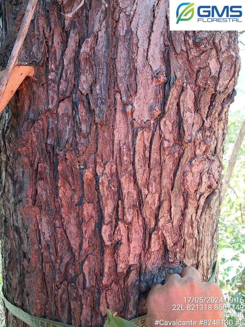 Terminalia glabrescens bark
