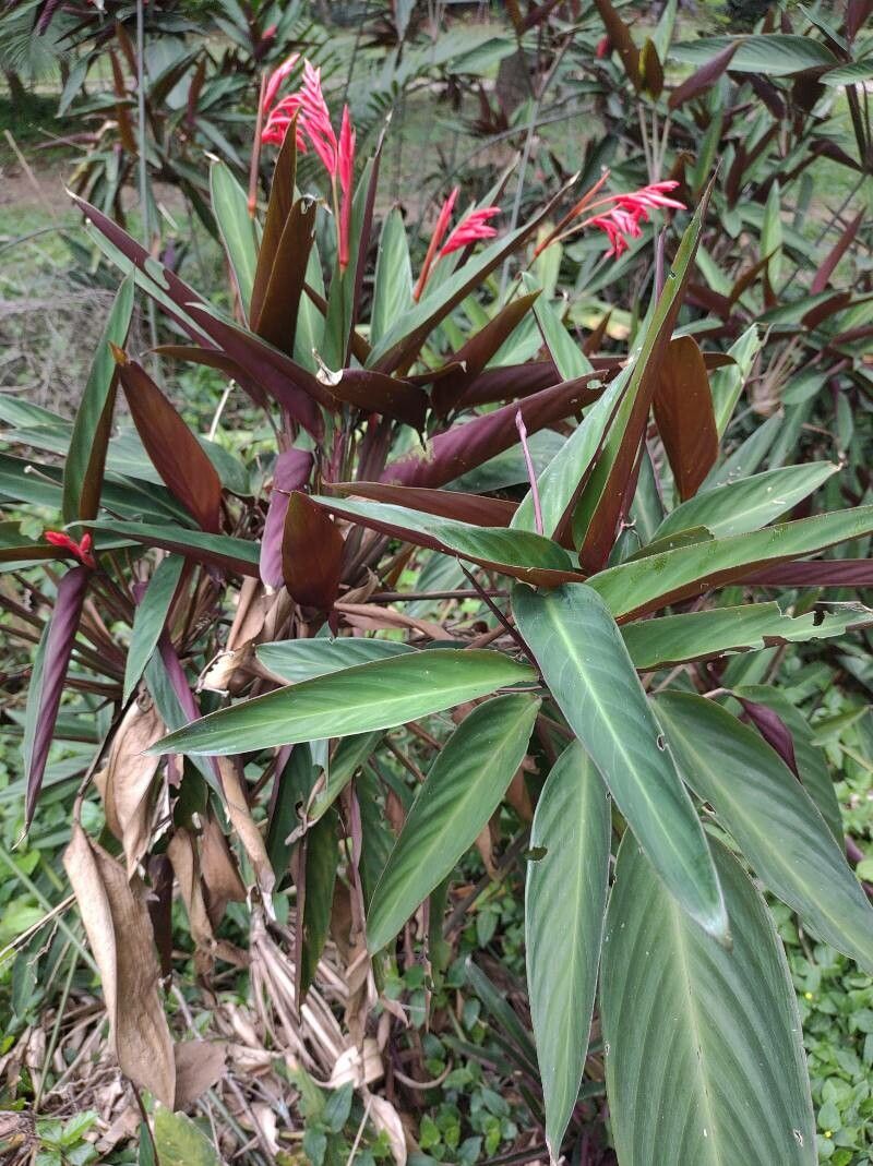 Ctenanthe kummeriana