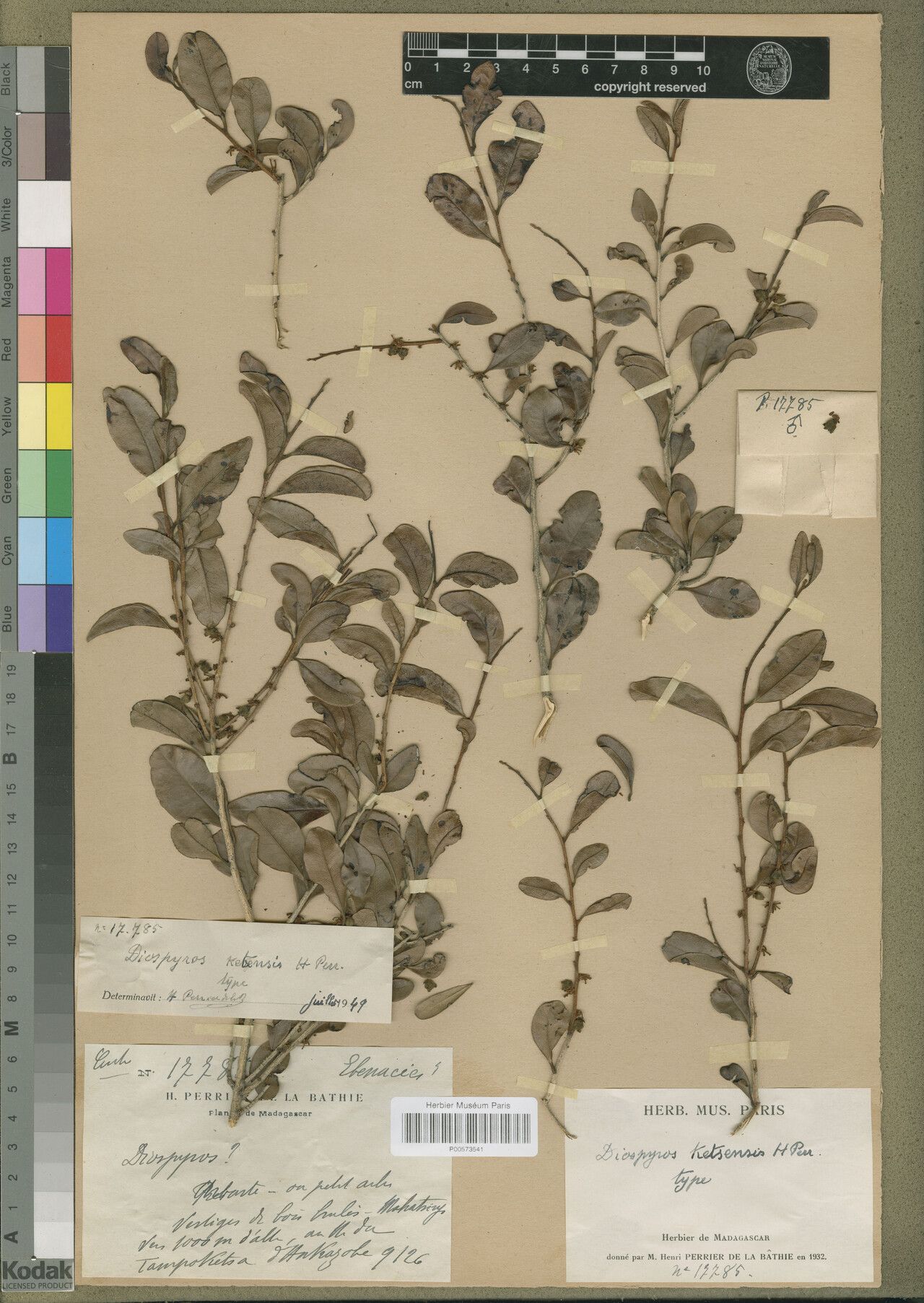 Diospyros ketsensis — houseplant care guide