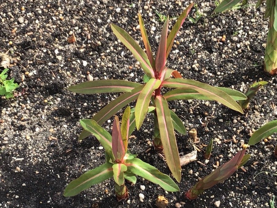 Euphorbia griffithii leaf