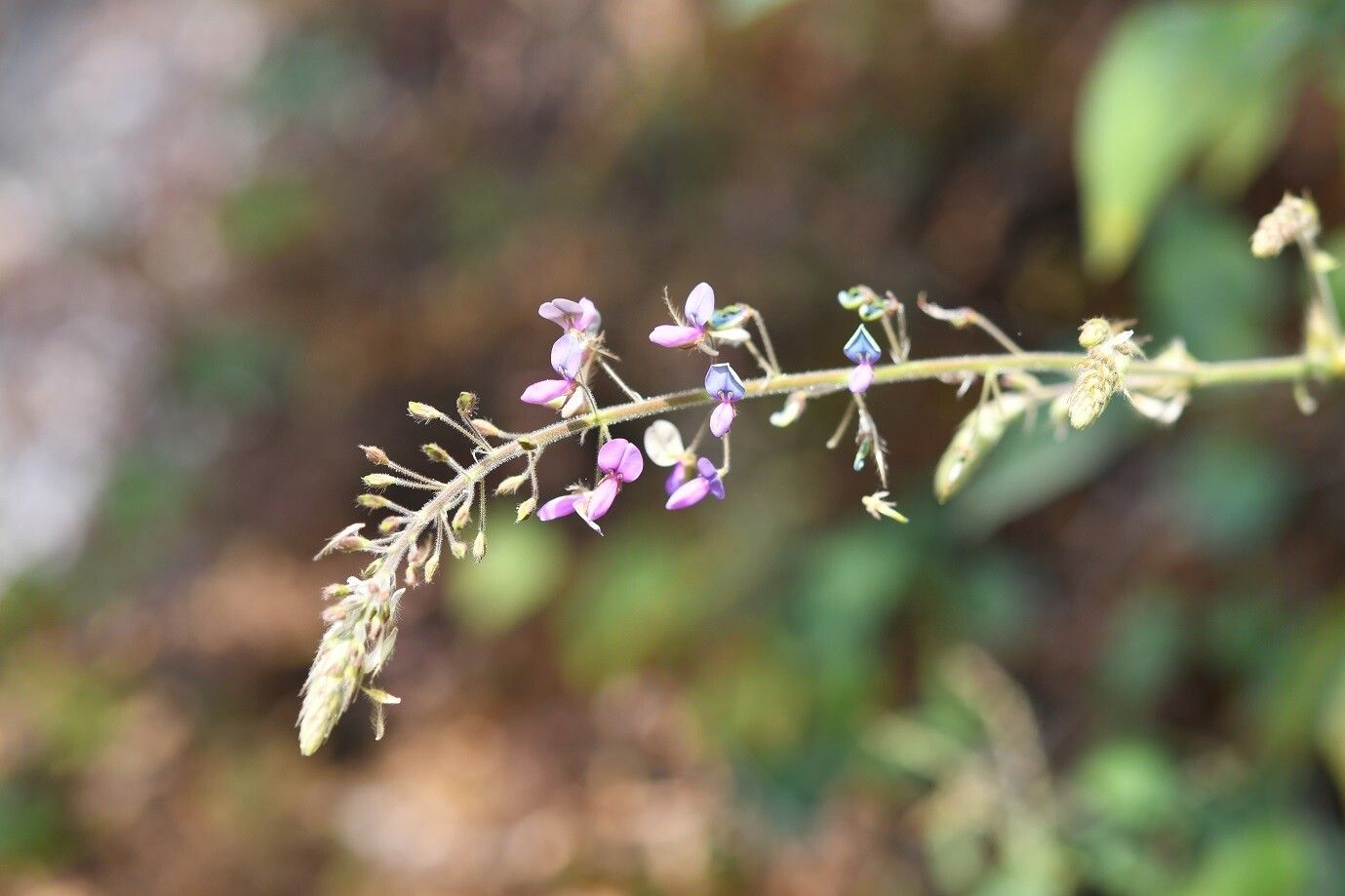 Grona adscendens flower