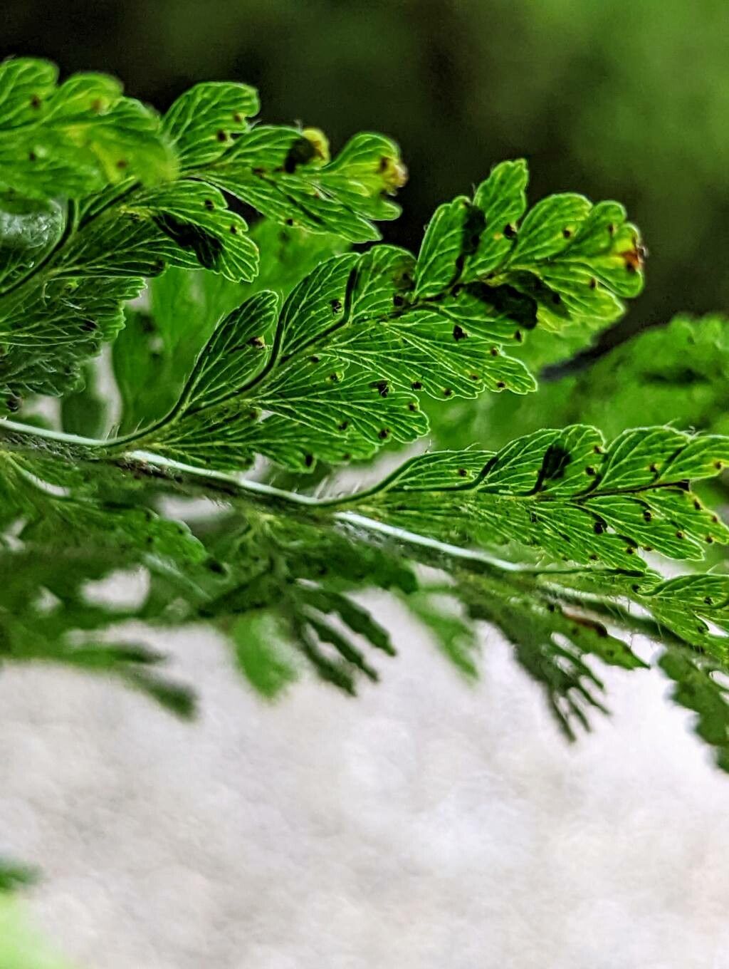 Microlepia speluncae fruit