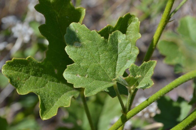 Iliamna bakeri — related species from the same genus