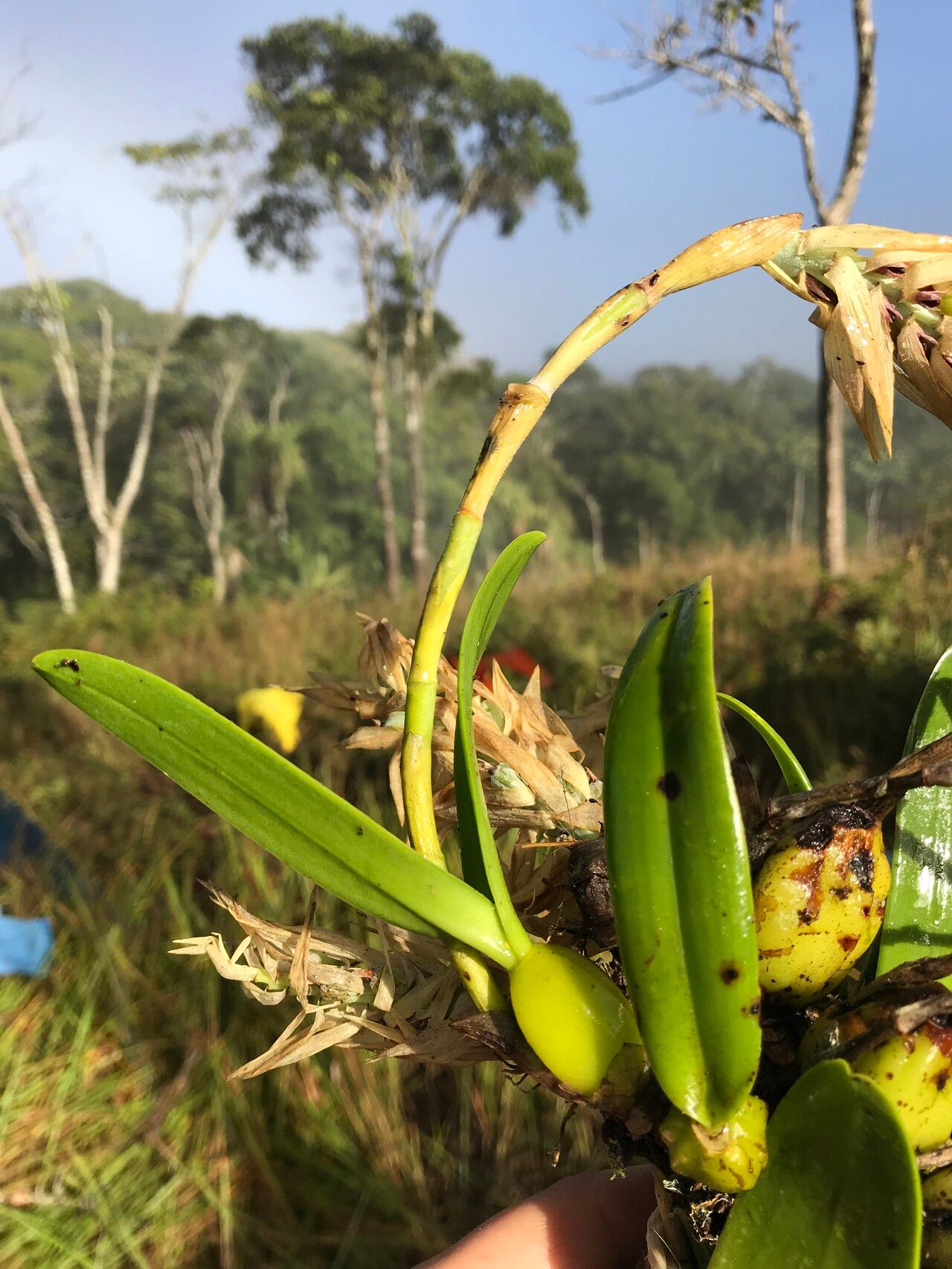 Bulbophyllum luteobracteatum — houseplant care guide
