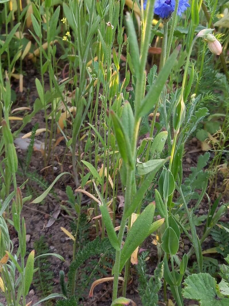 Camelina microcarpa — related species from the same genus