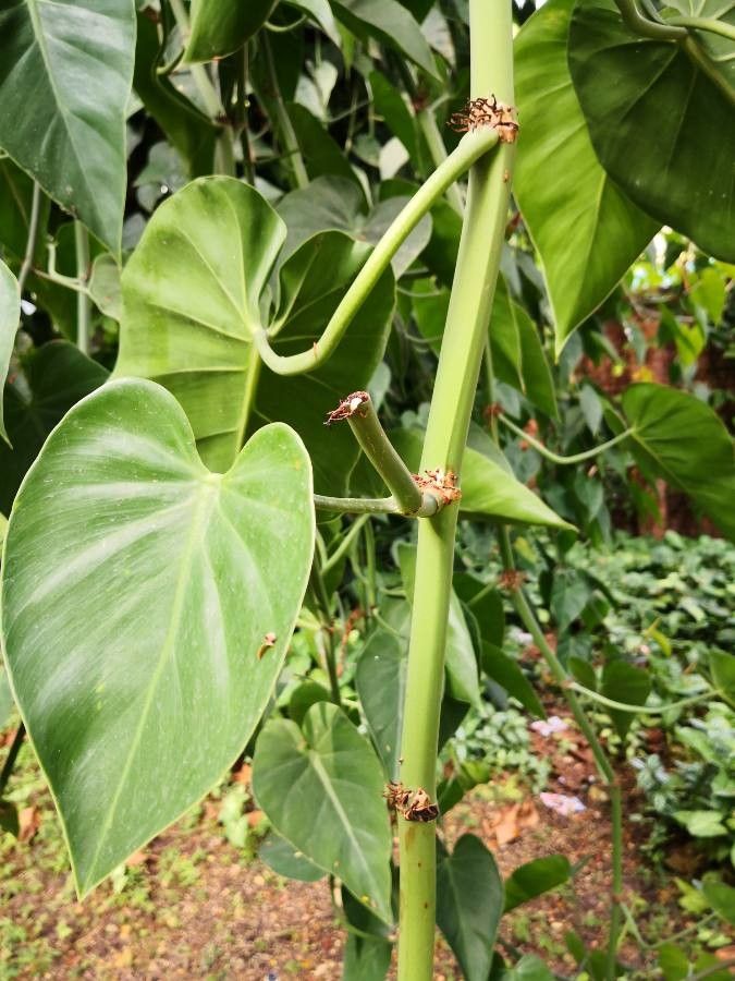 Philodendron hederaceum  var kirkbridei bark