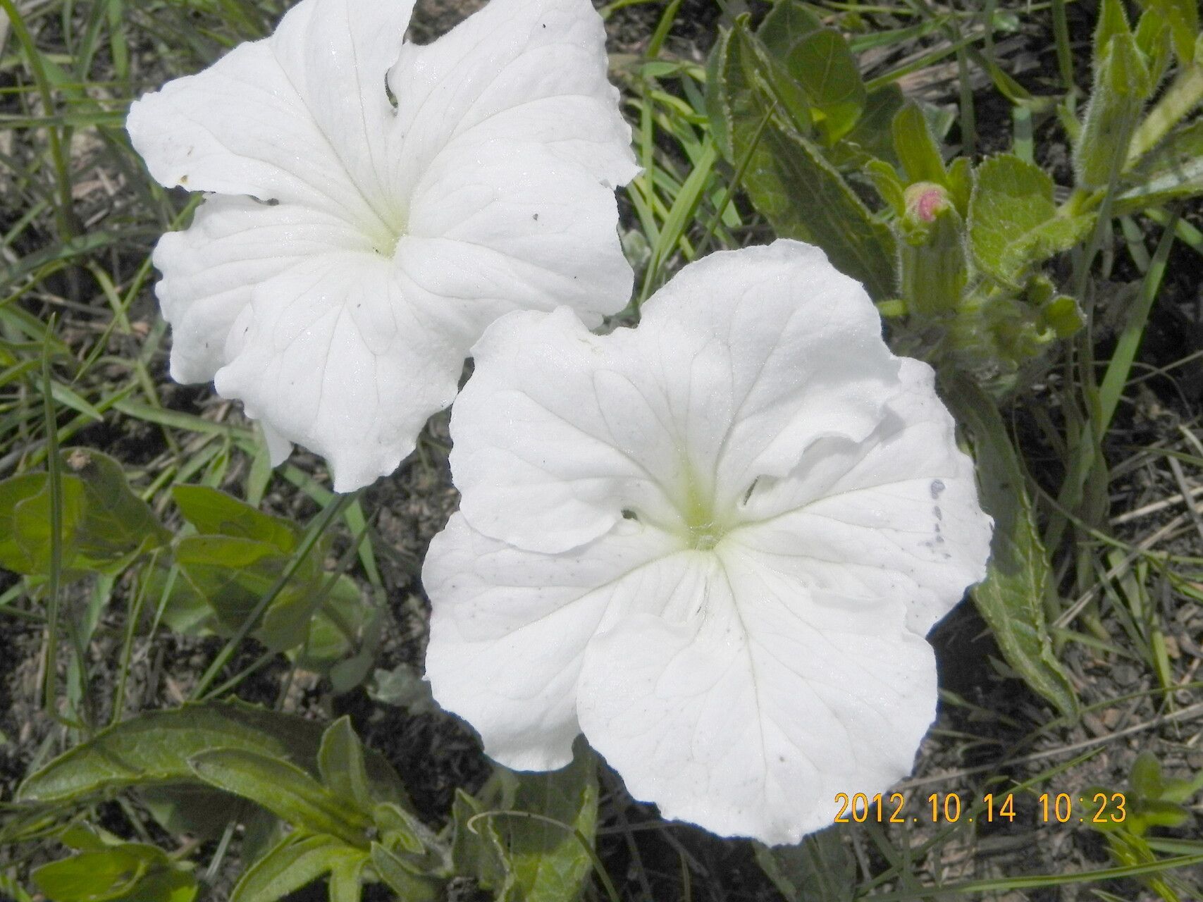 Cycnium adonense flower