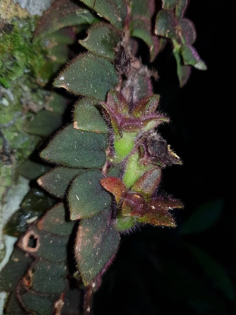 Columnea microcalyx fruit