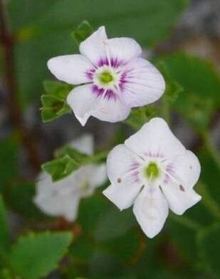 Veronica catarractae flower