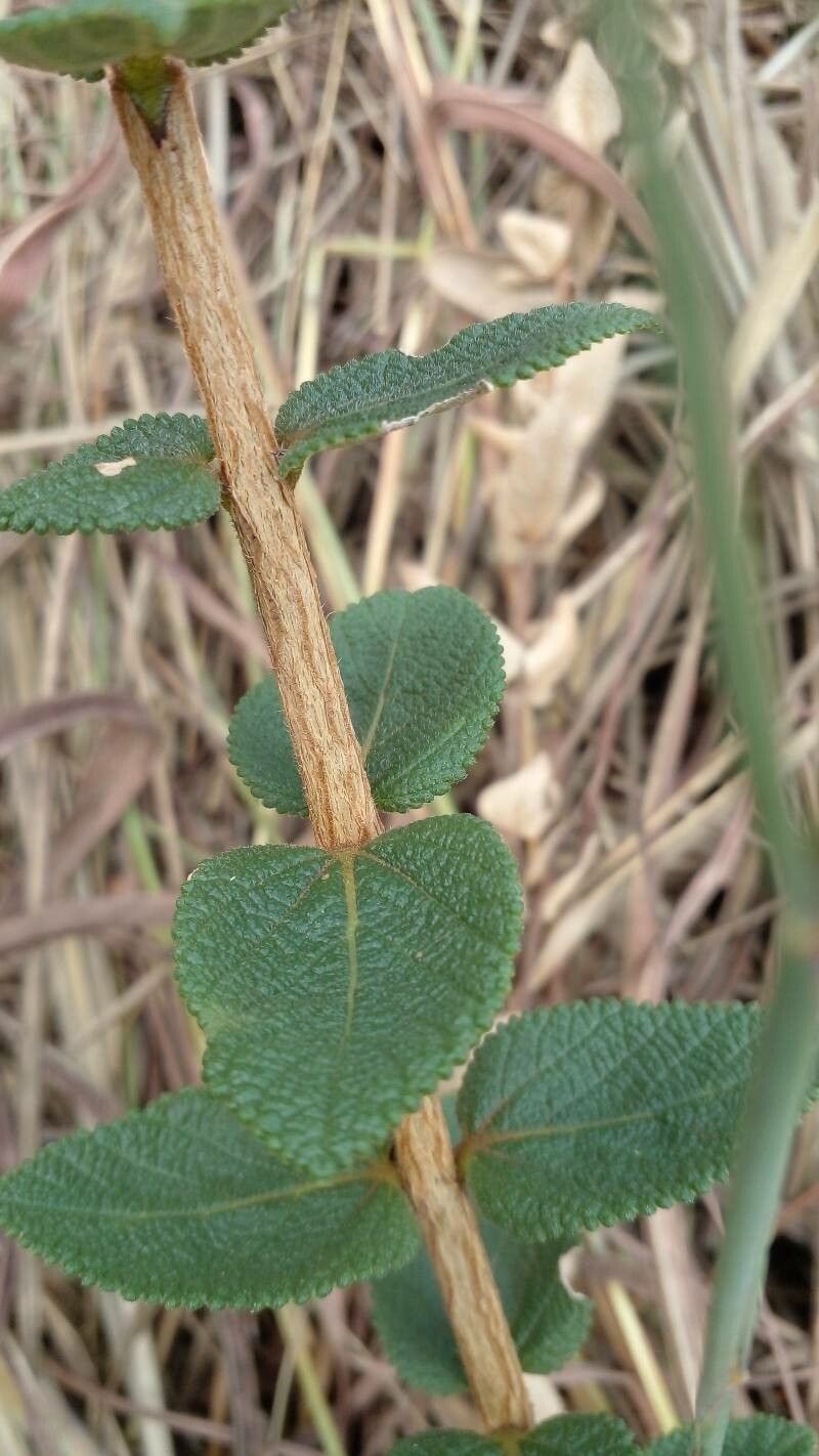 Lippia lacunosa bark