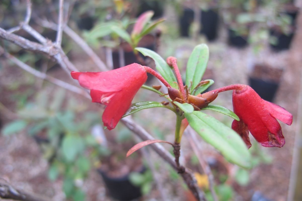 Rhododendron banghamiorum flower