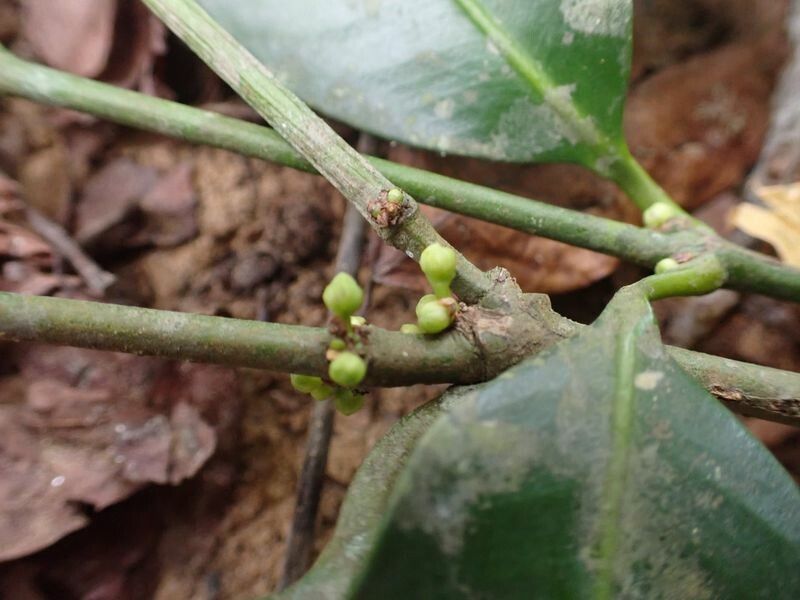 Garcinia ovalifolia flower