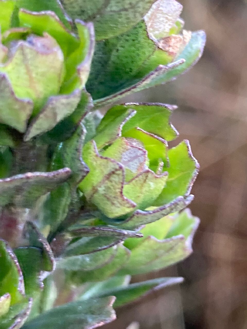 Baccharis tricuneata leaf