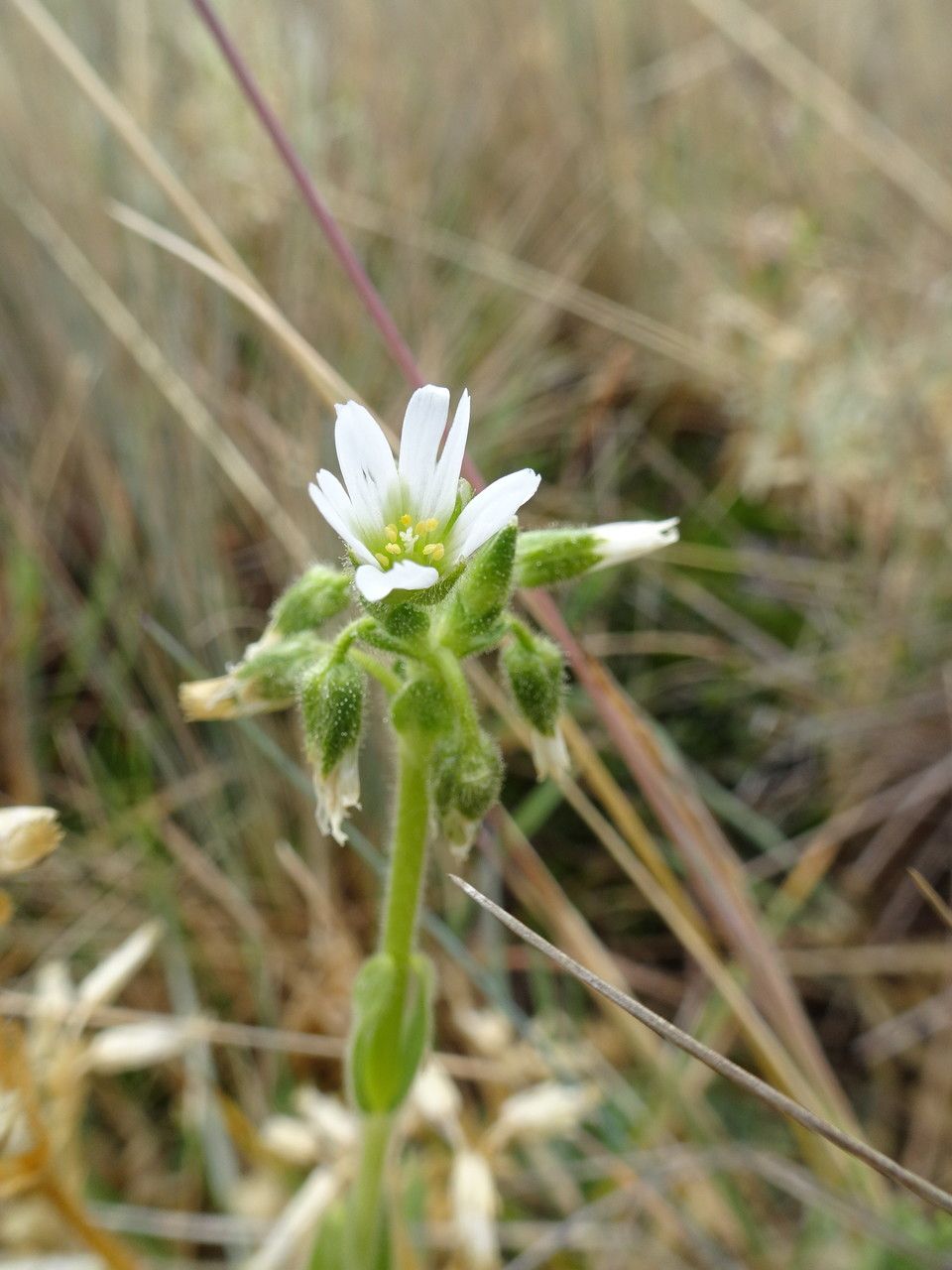 Cerastium kunthii flower