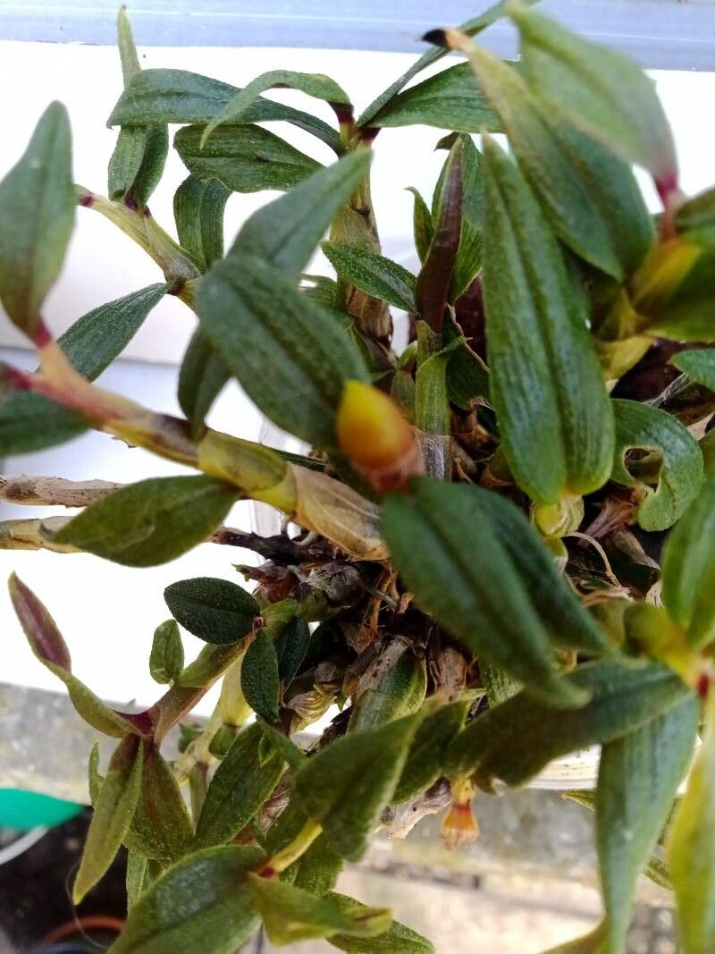 Dendrobium cuthbertsonii — search result for 'Dendrobium'