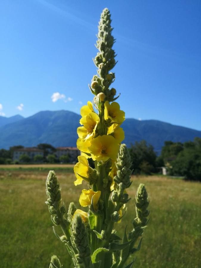 Verbascum macrurum flower
