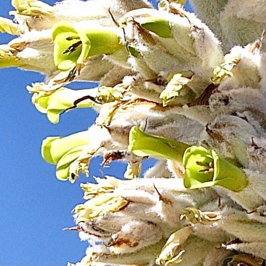 Yucca brevifolia flower