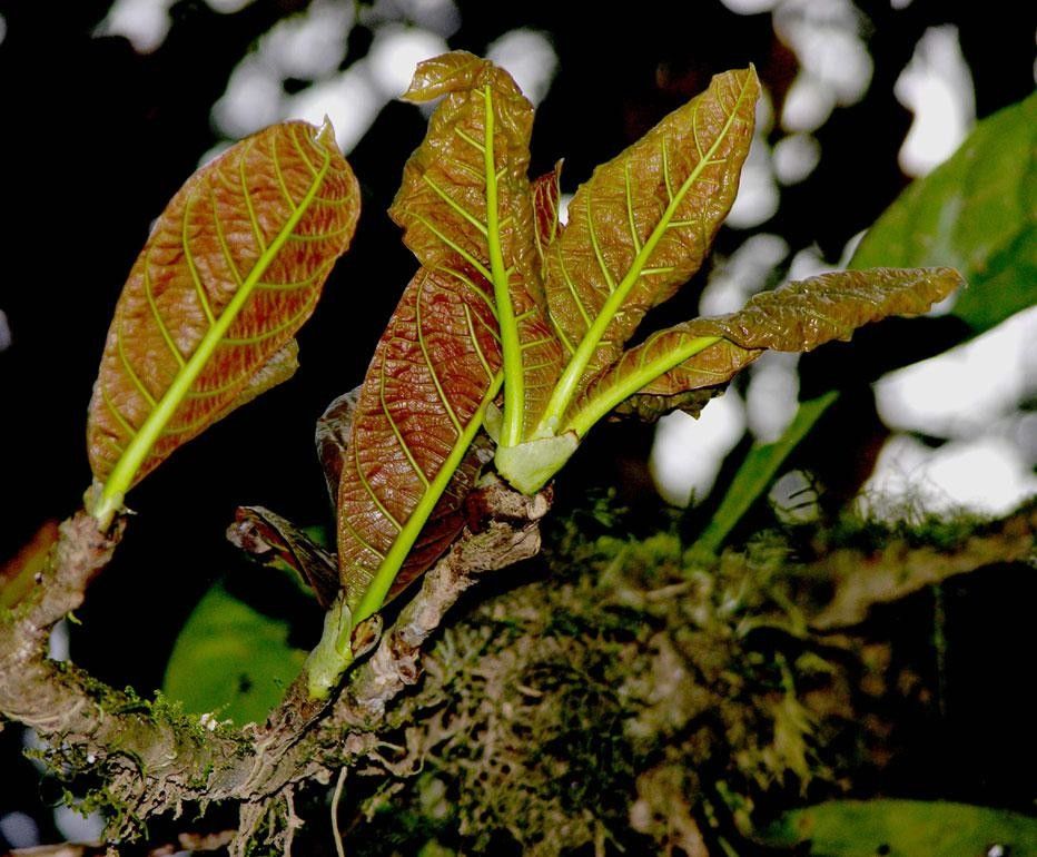 Coccoloba tuerckheimii other