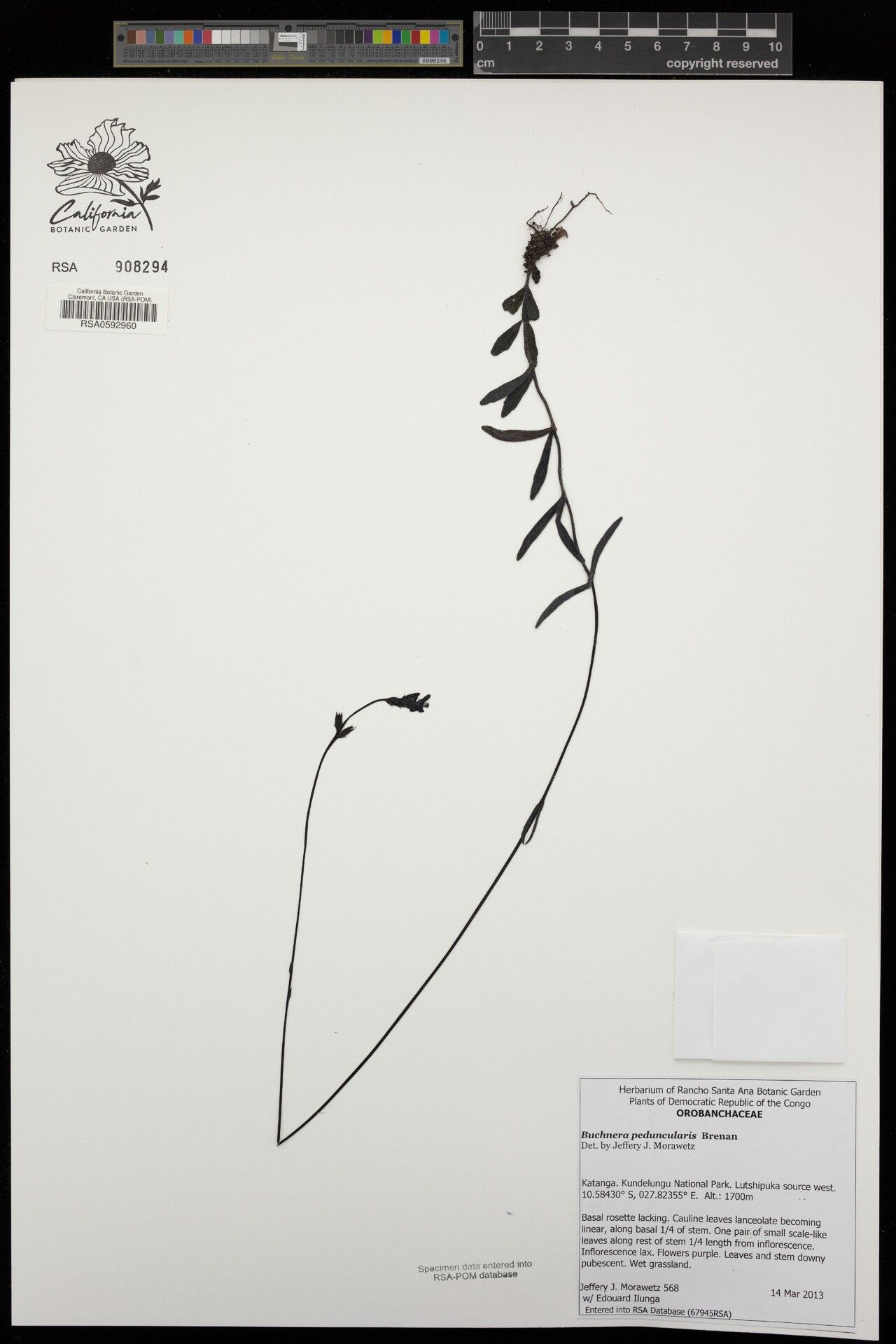 Buchnera peduncularis — houseplant care guide